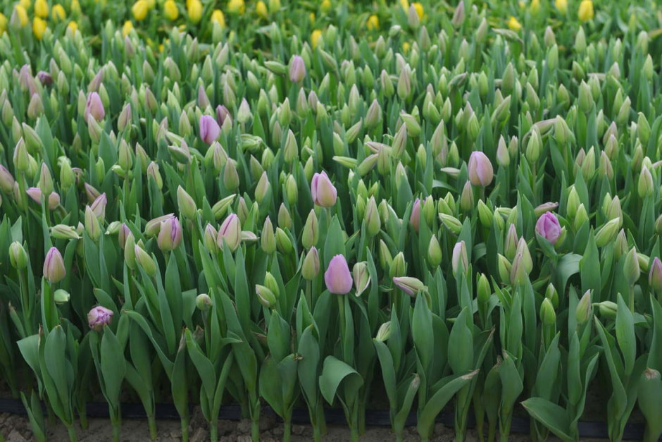 Как на Полесье выращивают тюльпаны 9.jpg