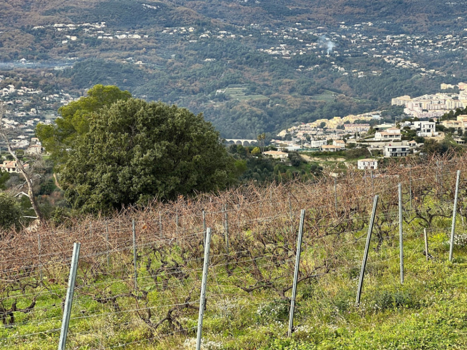 Виноградники Ниццы 29.jpg