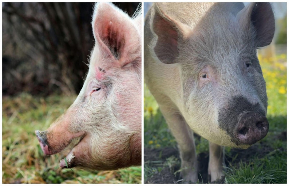 Спасение животных проект Земляне 11.jpg