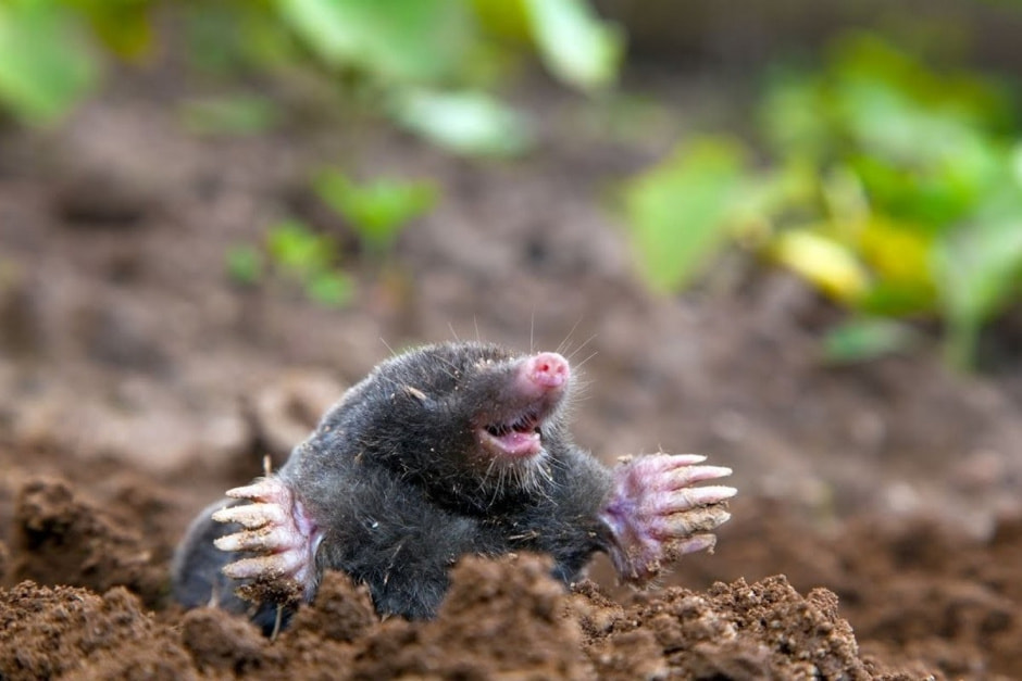 Что мы знаем о кроте 4.jpg