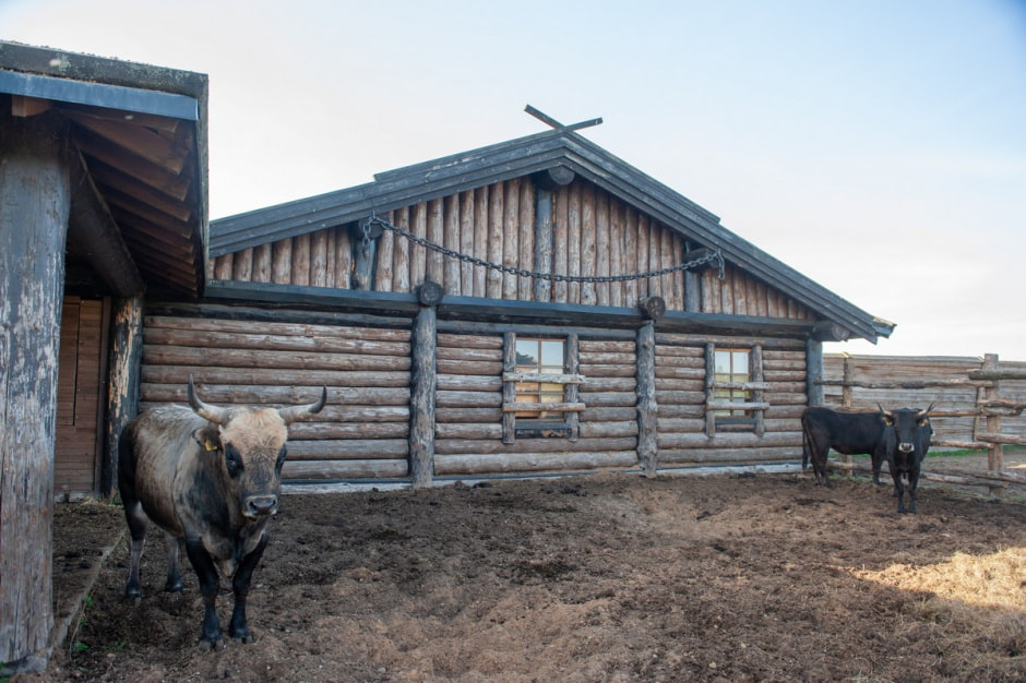 Быки Хека 7.jpg