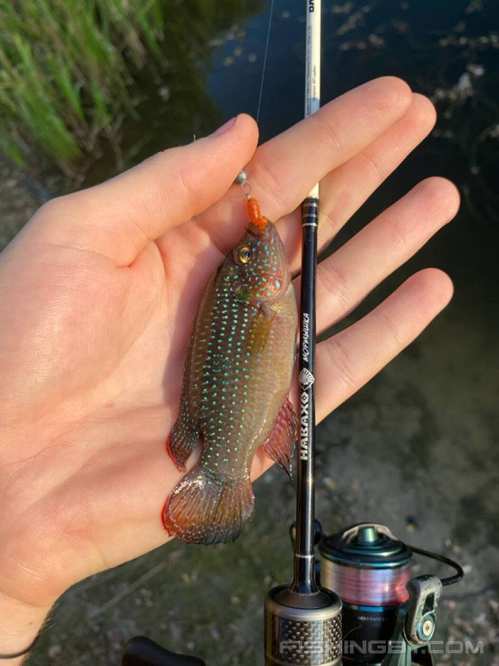 хемихромис-красавец