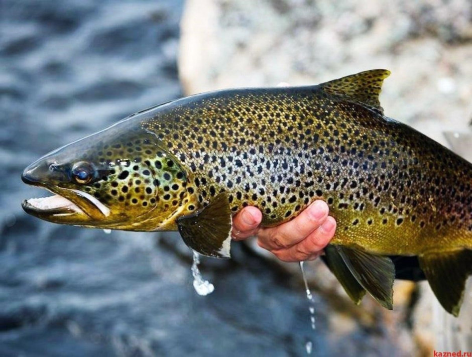 Рыбный мир Беларуси 3.jpg