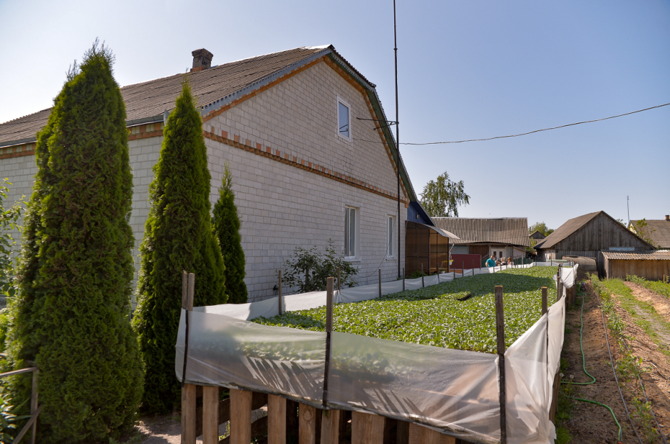 Две семьи выращивают огурцы и клубнику 3.png