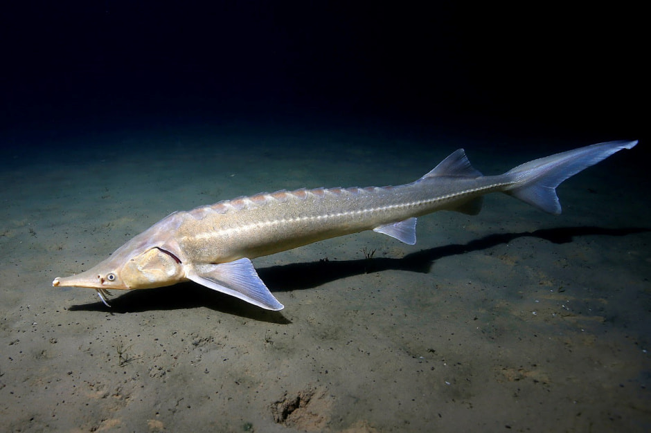 Ихтиофауна Беларуси 9_Стерлядь.jpg