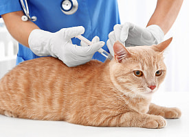 В Минске до 25 марта бесплатно прививают домашних животных от бешенства