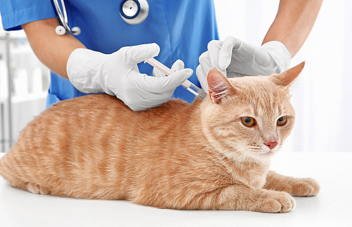 В Минске до 25 марта бесплатно прививают домашних животных от бешенства