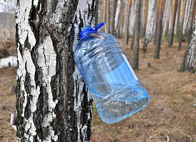 Минлесхоз ответил на информацию о запрете для белорусов собирать березовый сок самостоятельно