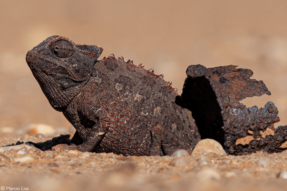 Африка-хамелеон