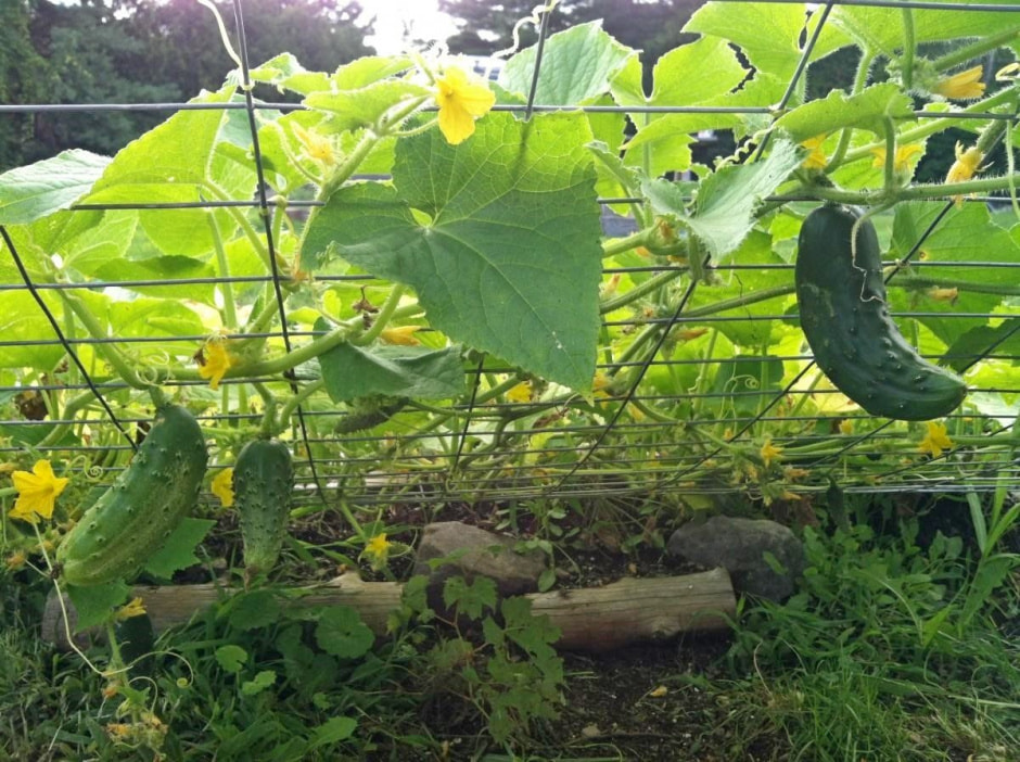 Как ухаживать за огурцами 5.jpg