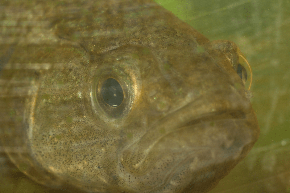 Ротан-головешка 8.png