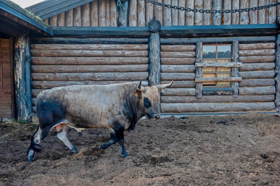 Быки Хека 10.jpg