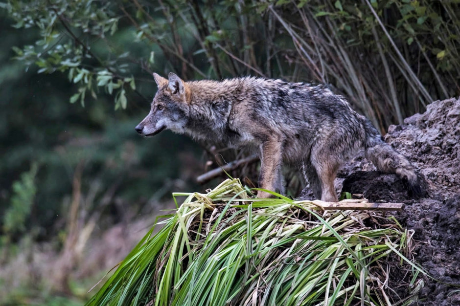 Волки 12_Фото Татьяна Алешка.jpg