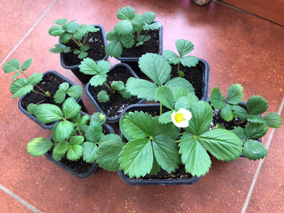 земляника 3.jpg