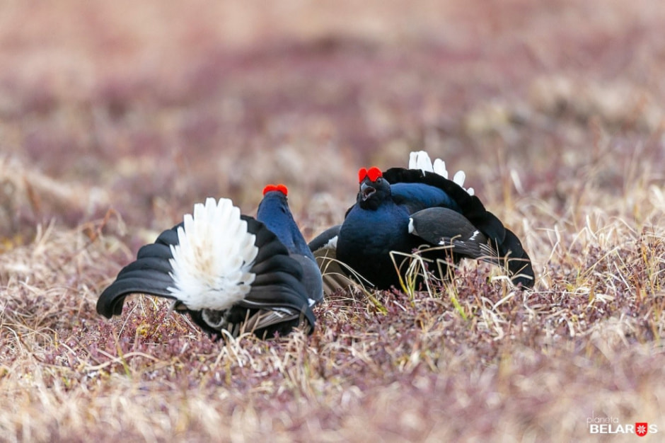 Тонкости фотоохоты от Сергея Плыткевича 13.jpg