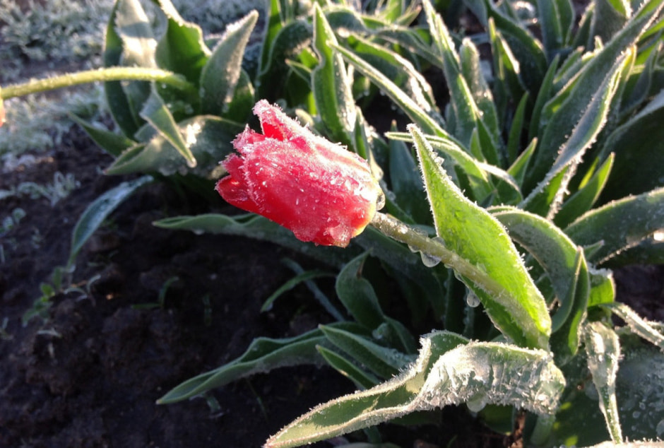 Заморозки в мае Заморозки в мае