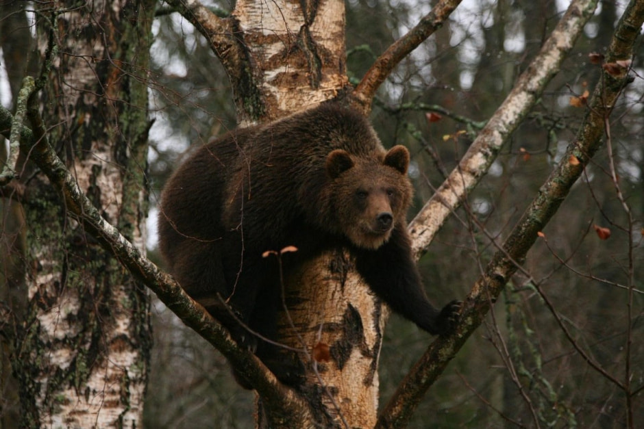 Медведи в Беларуси 8.jpg