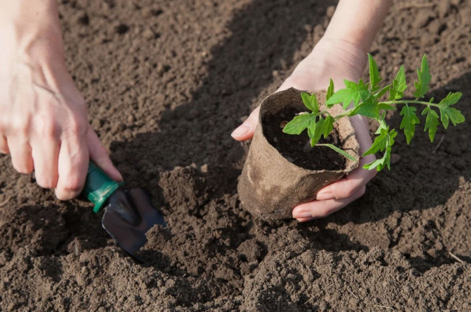 рассада томатов.jpg