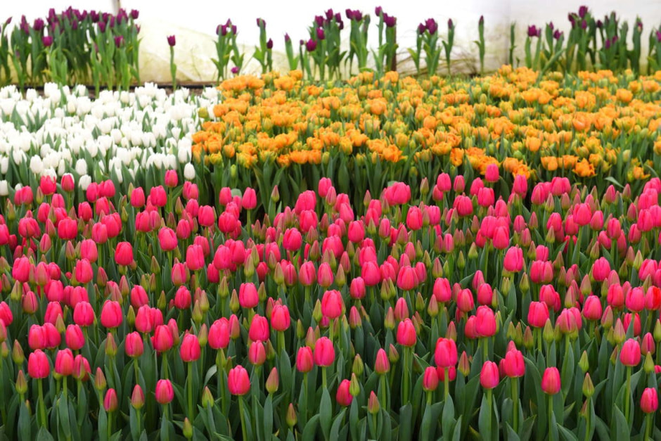 Как на Полесье выращивают тюльпаны 10.jpg