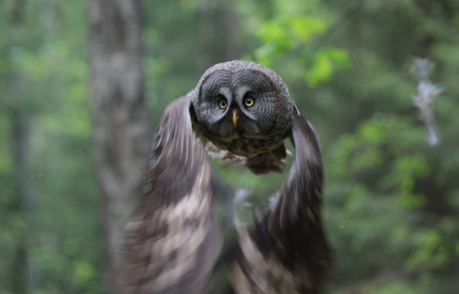 сова плыткевича.jpg