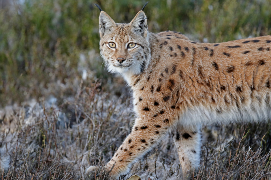 Чем знаменита рысь 3.png