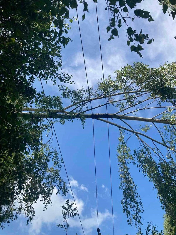 дерево на проводах.jpg