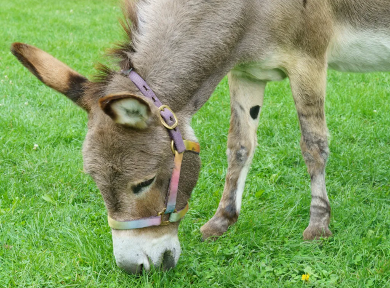 Осел из Шрека прототип.png
