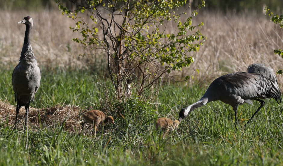 Журавли Козловский.jpg