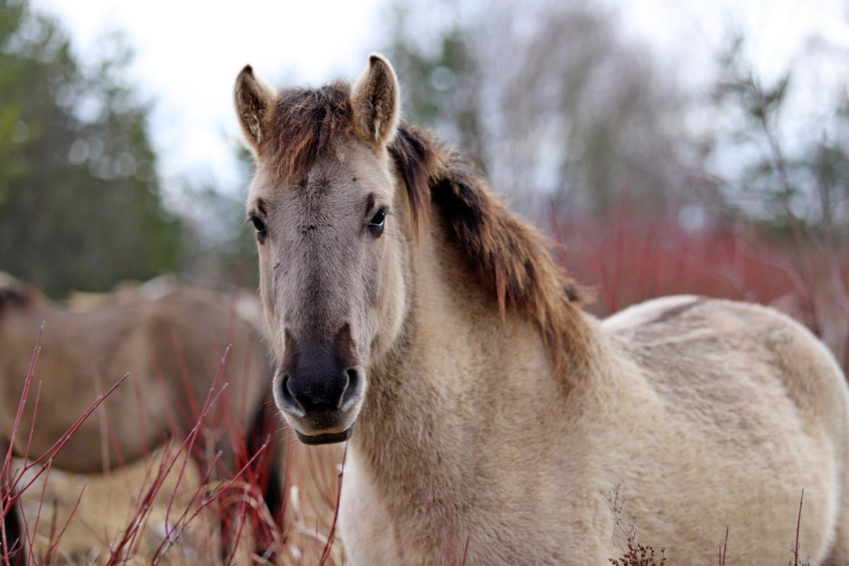 Тарпановидные лошади 11.jpg
