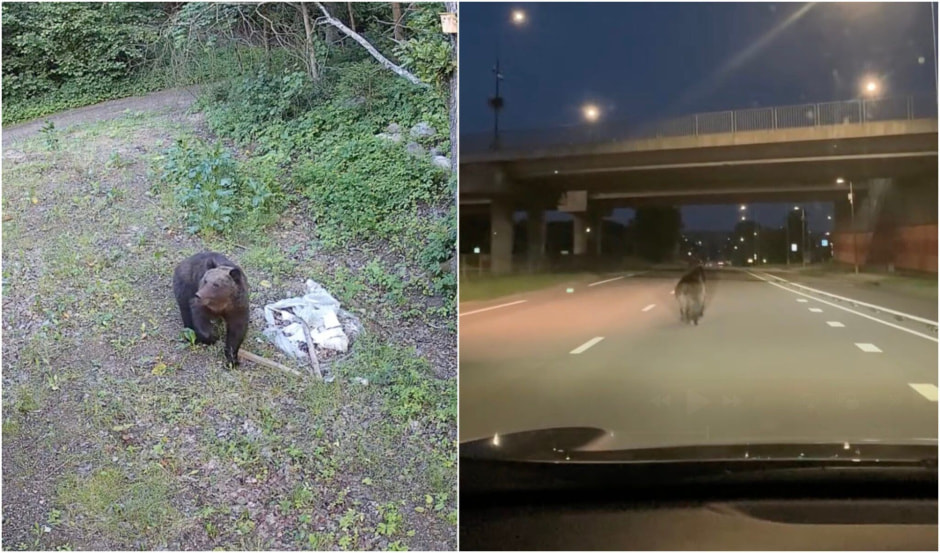 Медведь madeinvilnius.lt.jpg