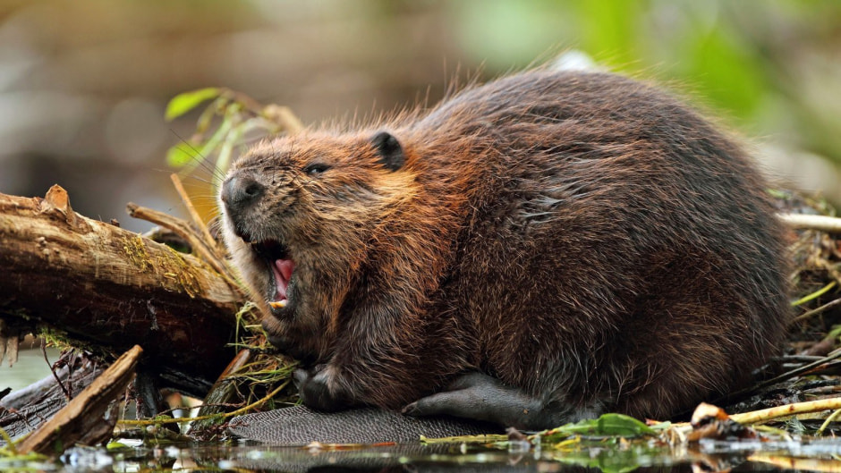 Бобр обыкновенный