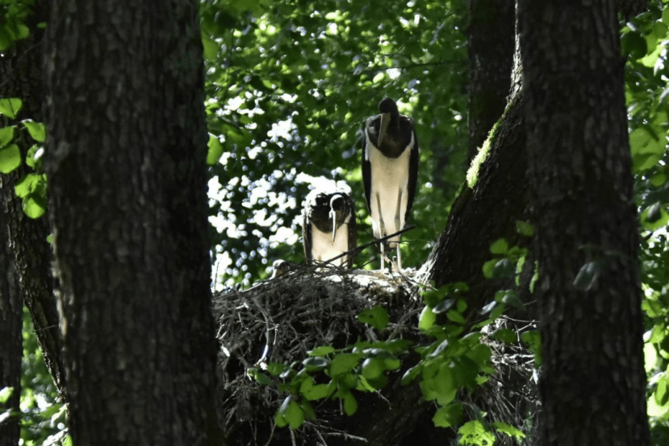 Черные аисты 3.png