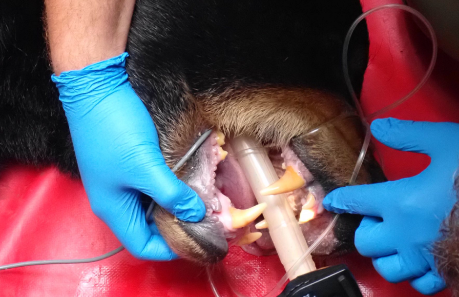 осмотр медведя осмотр медведя