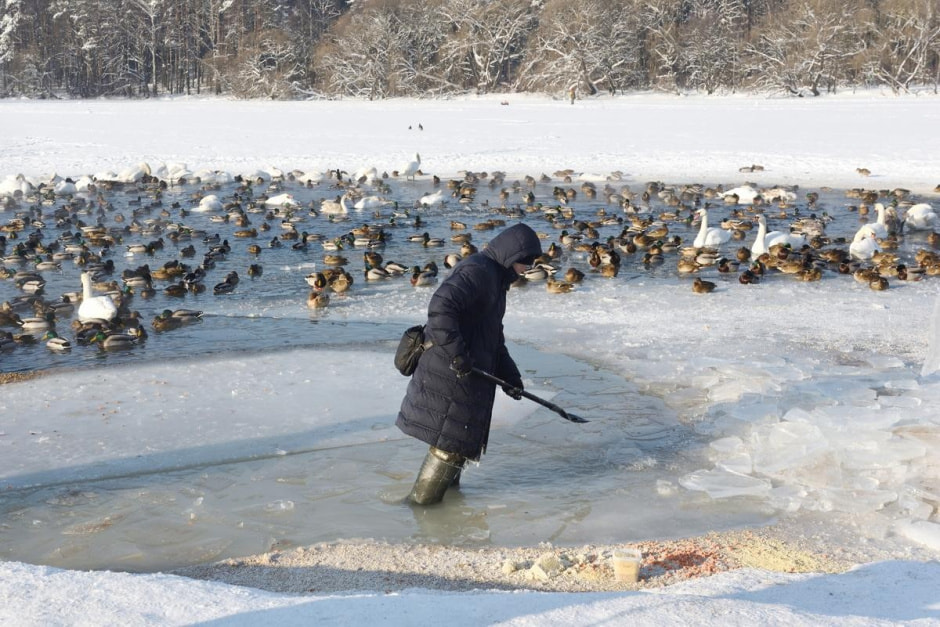 20-Анатолий Андреев помогает лебедям на Минском море.jpg
