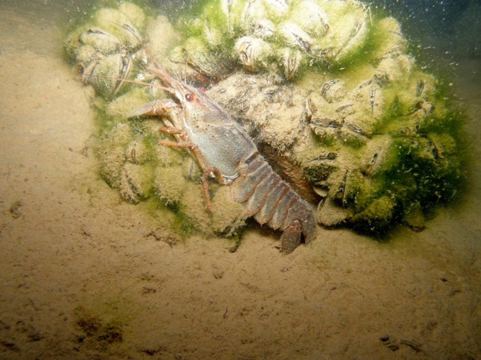 Белорусский дайвер и подводный фотограф 3.jpg