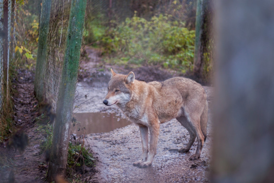 Агроусадьба Сосновый Бор 7.jpg