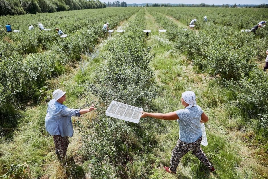 Как выращивают голубику 4.jpg