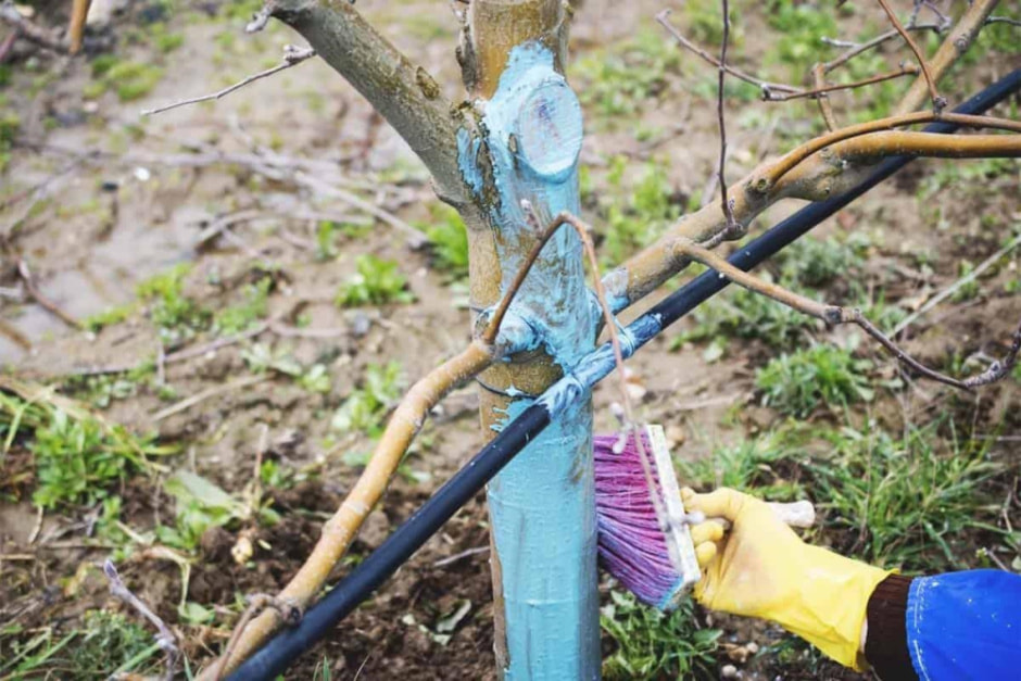 Рак плодовых деревьев 5.jpg