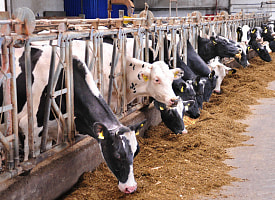 Малоизвестный вирус гриппа распространяется среди домашнего скота по всему миру — люди под угрозой?