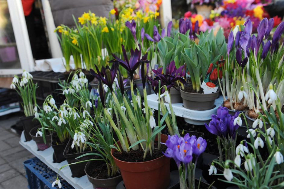 Цветы на Комаровке 21.jpg