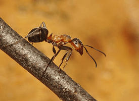 По 2,5 млн особей на человека: Почему муравьи стали почти самыми многочисленными существами на планете