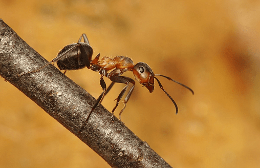 По 2,5 млн особей на человека: Почему муравьи стали почти самыми многочисленными существами на планете