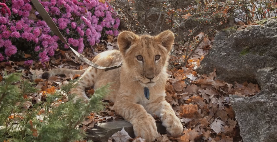 Львенок Симба.png