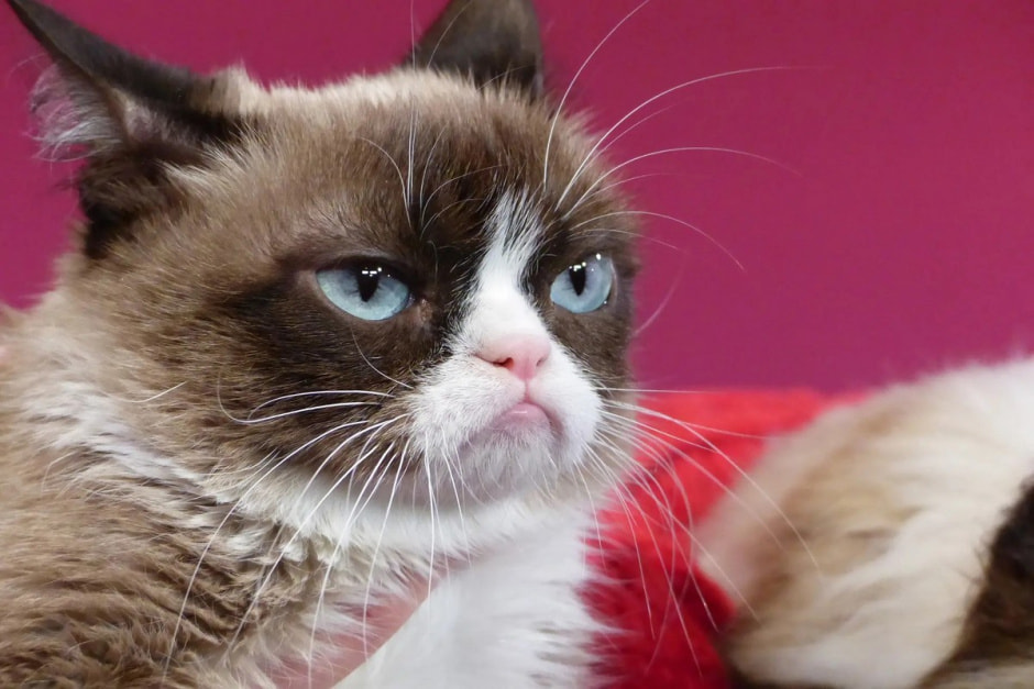 Угрюмая кошка 4.jpg