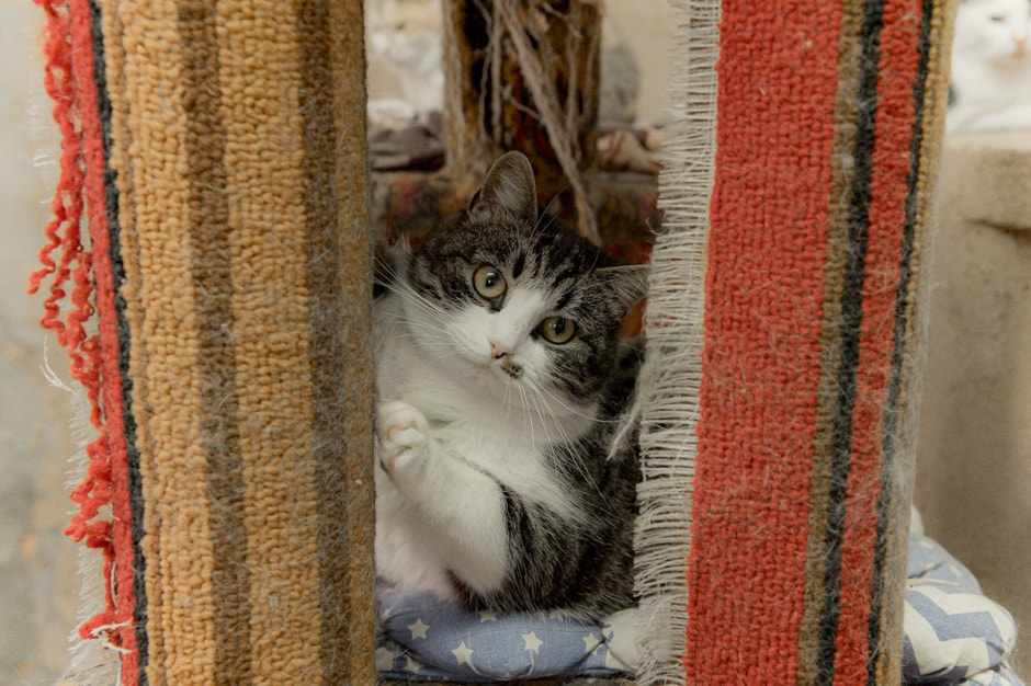 Зимовка аистов в деревне Высокое 10.jpg