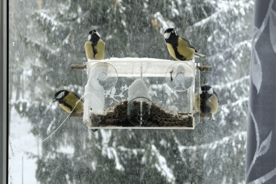 Как правильно подкармливать птиц зимой 3.png