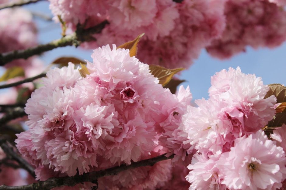 Ханами Марбург 6.jpg