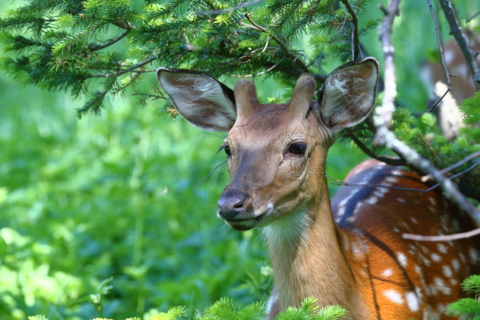 Олень пятнистый
