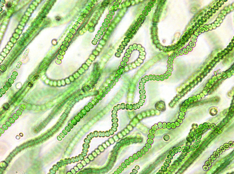 Цианобактерии