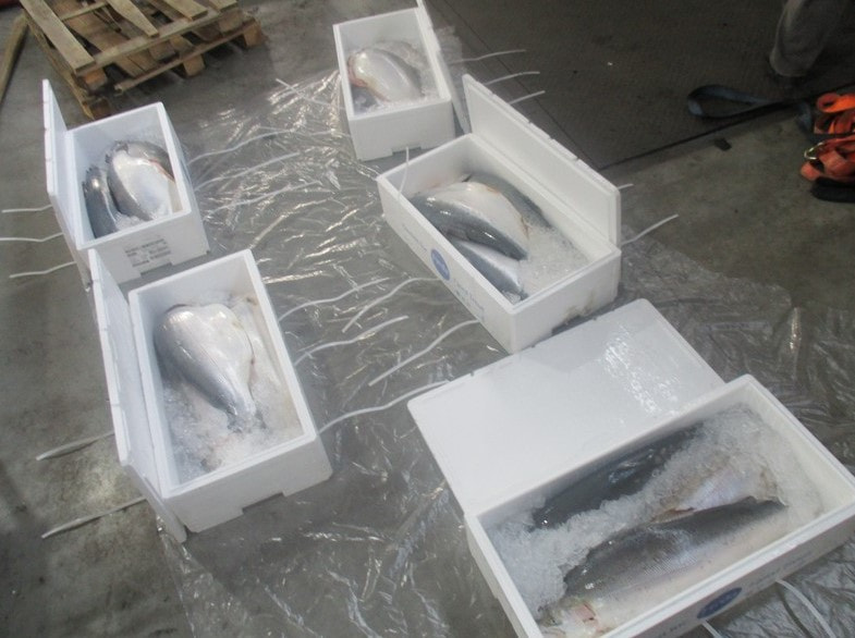 форель.jpg форель.jpg